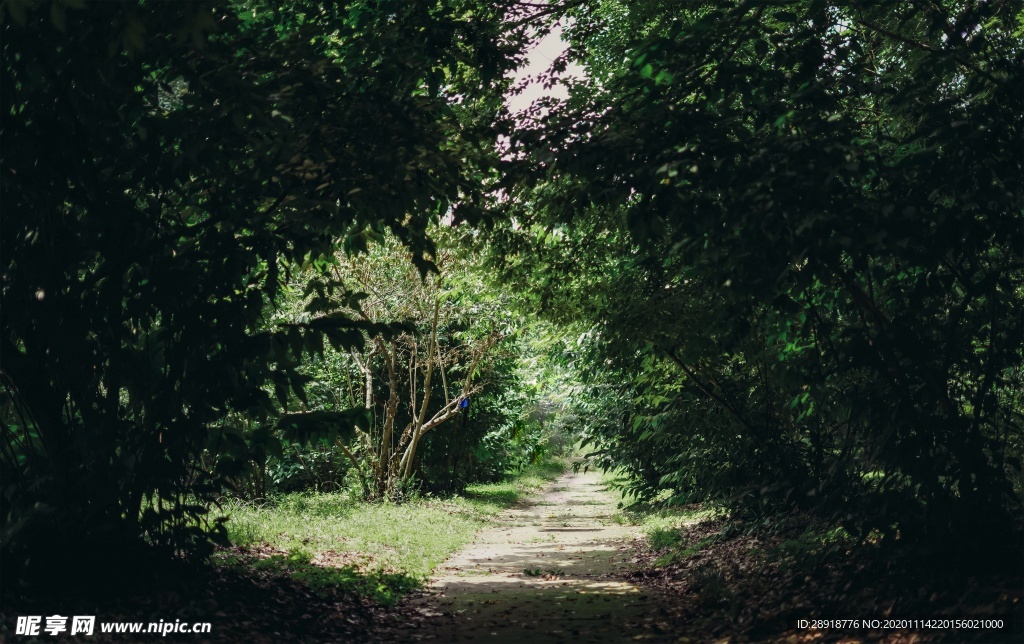 森林风景