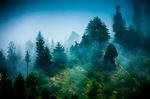 森林风景