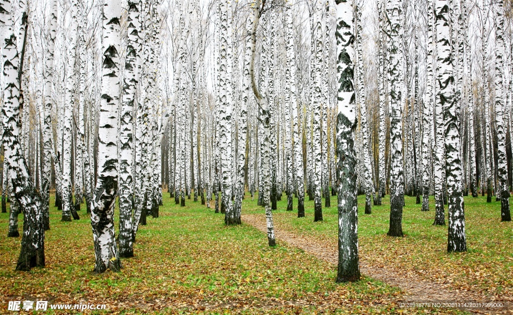 森林风景