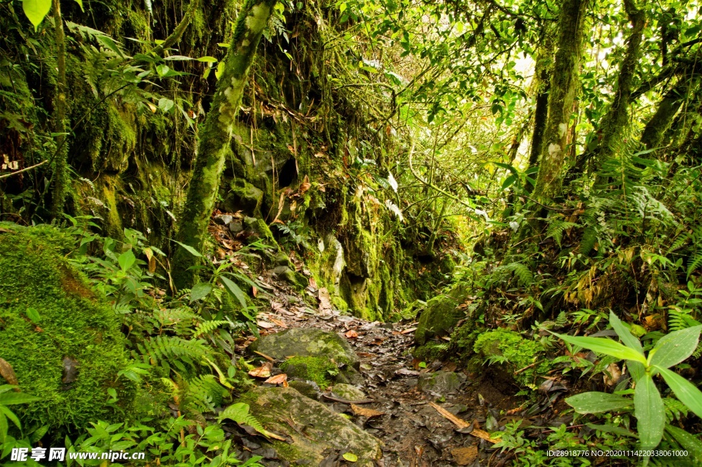 森林风景