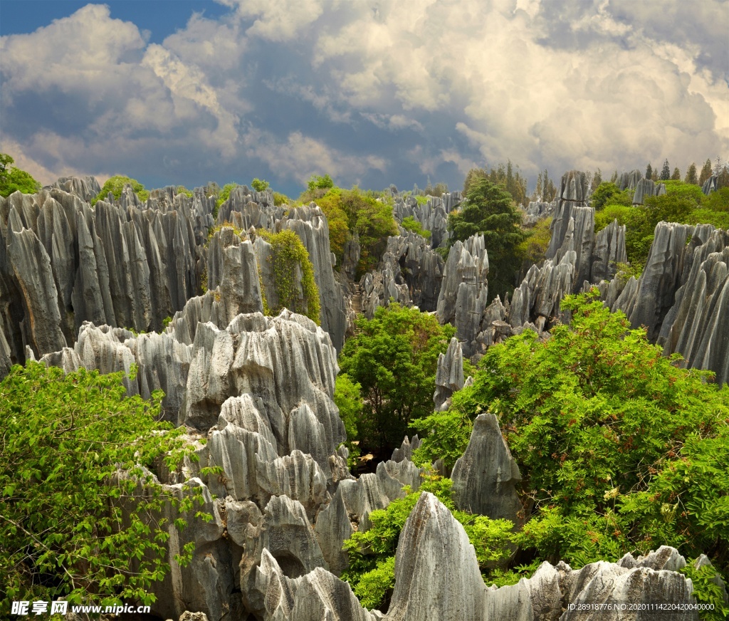 森林风景