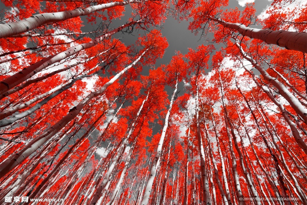 森林风景