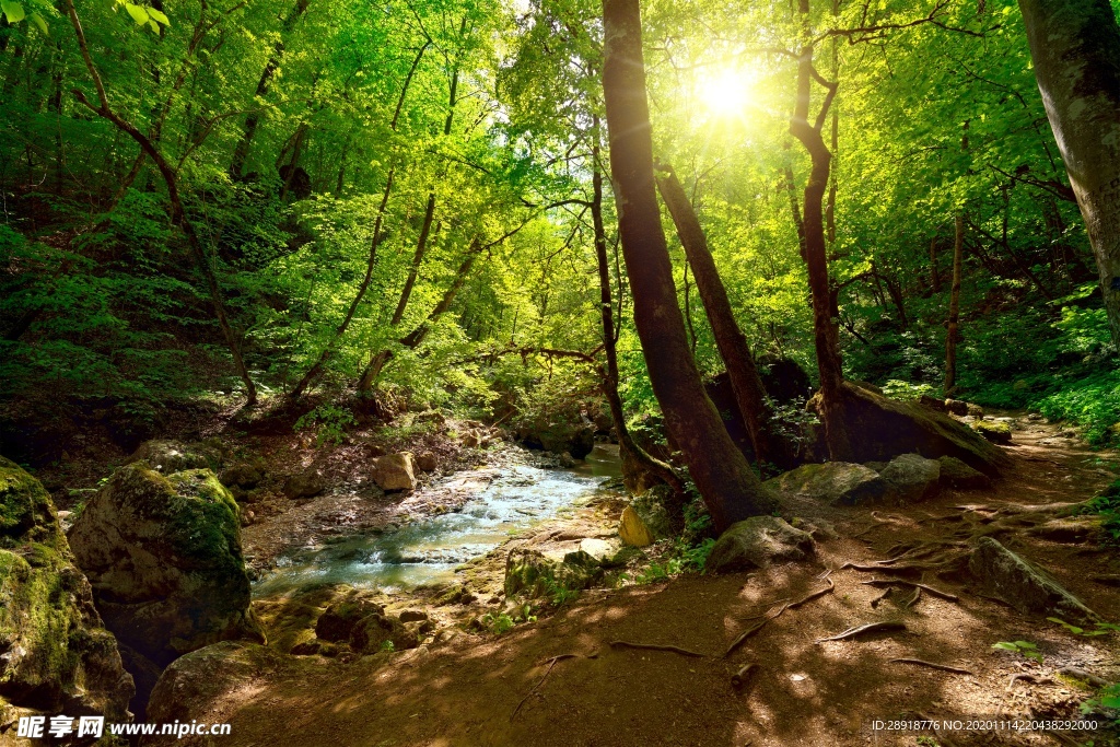 森林风景