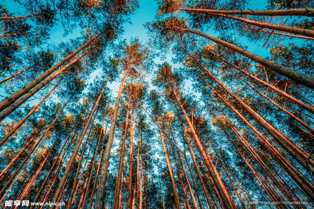 森林风景