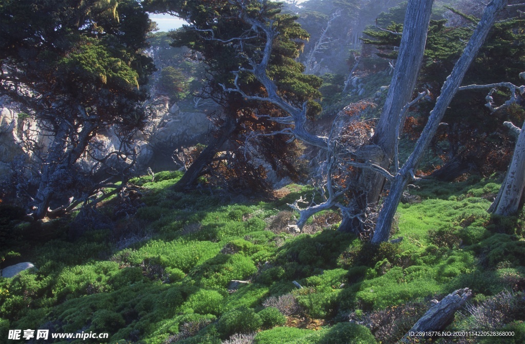 森林风景