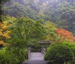森林风景