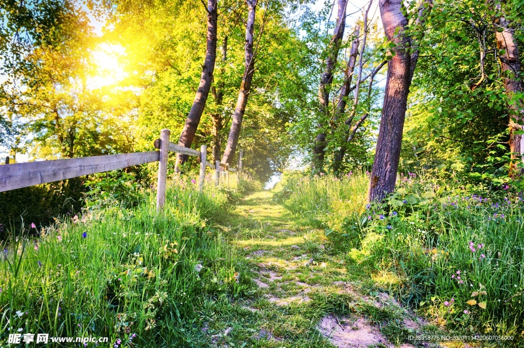森林风景