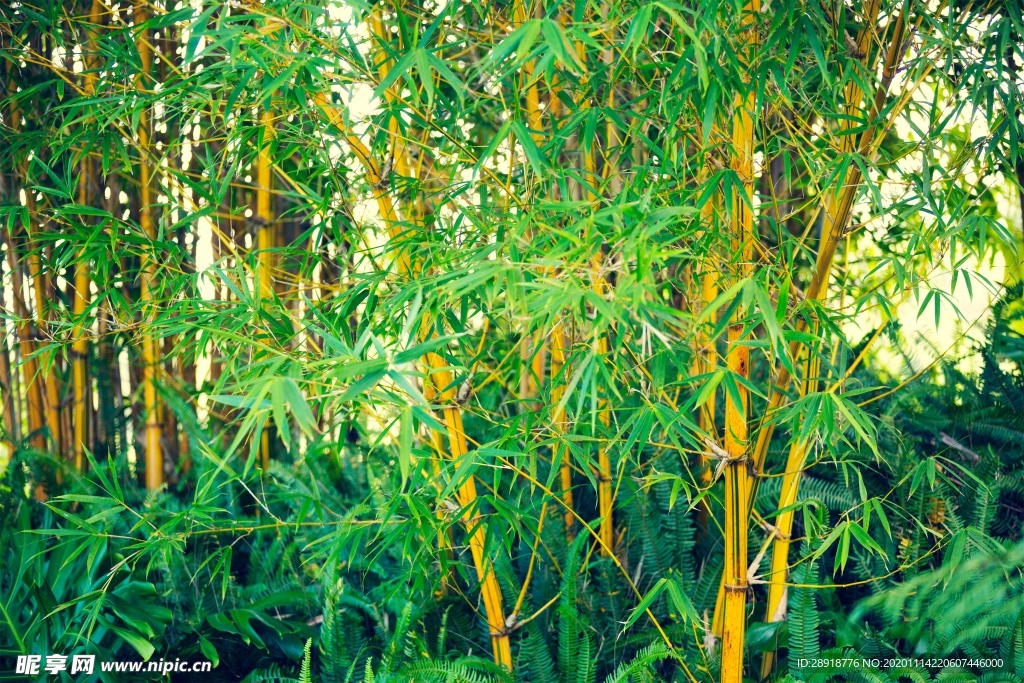 森林风景