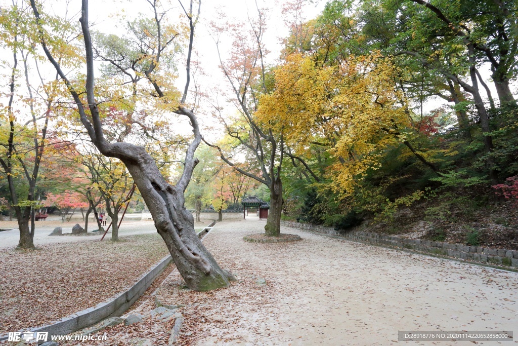 森林风景