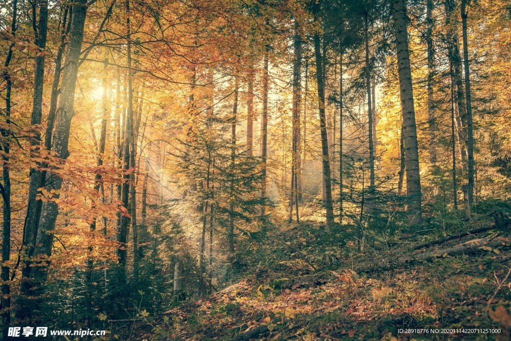 森林风景