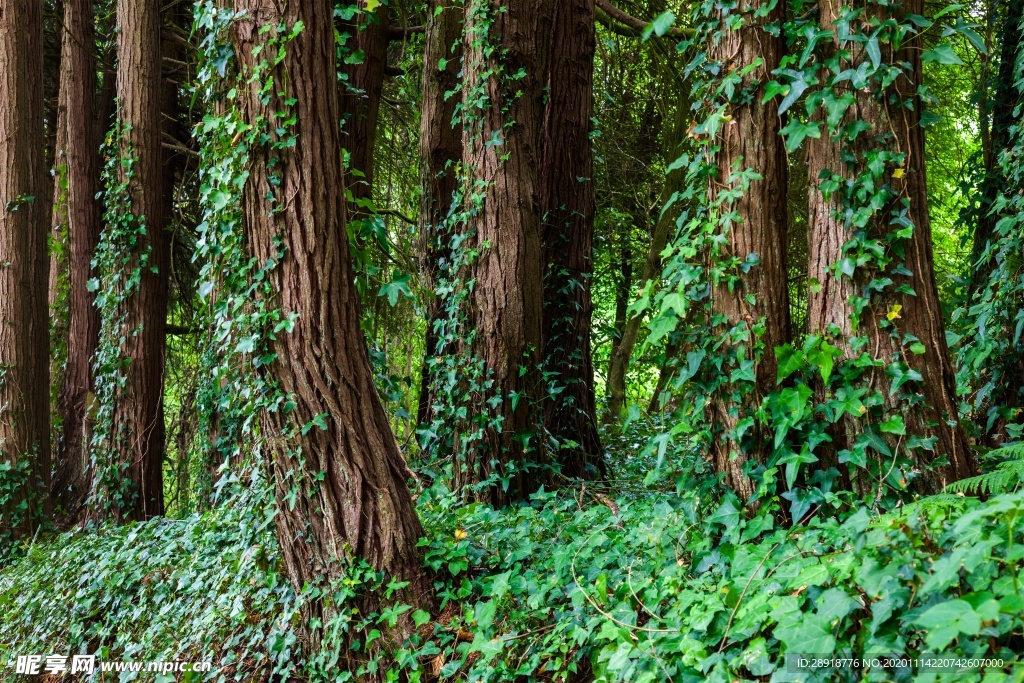 森林风景