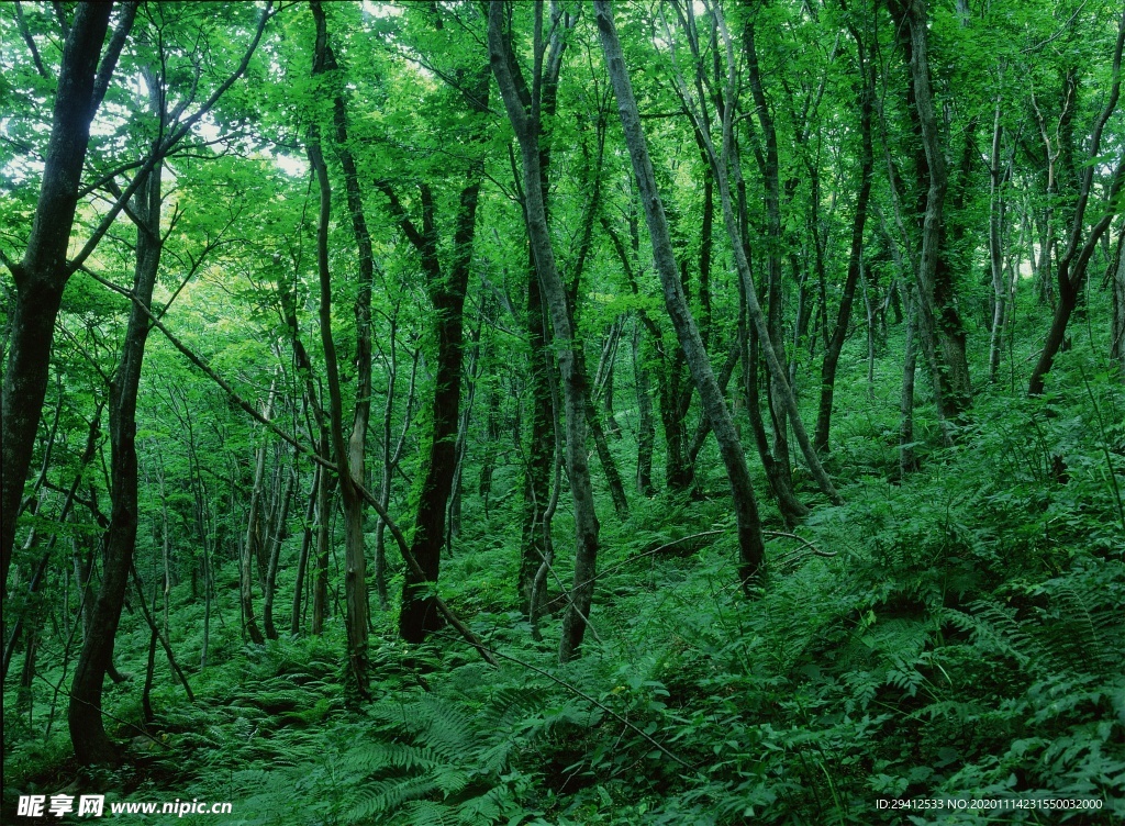 森林风景