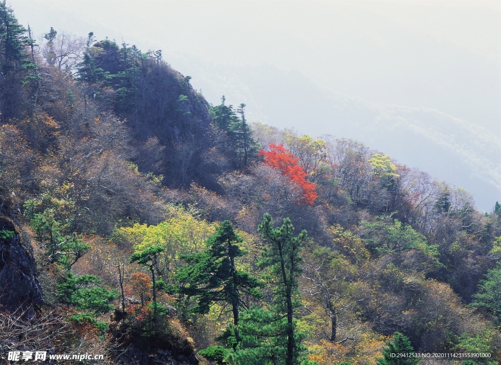 森林风景