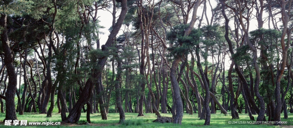 森林风景