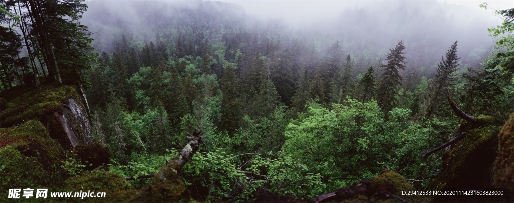 森林风景