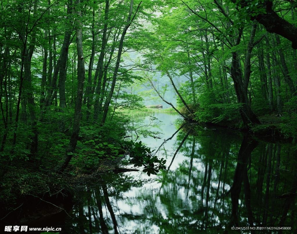 森林风景