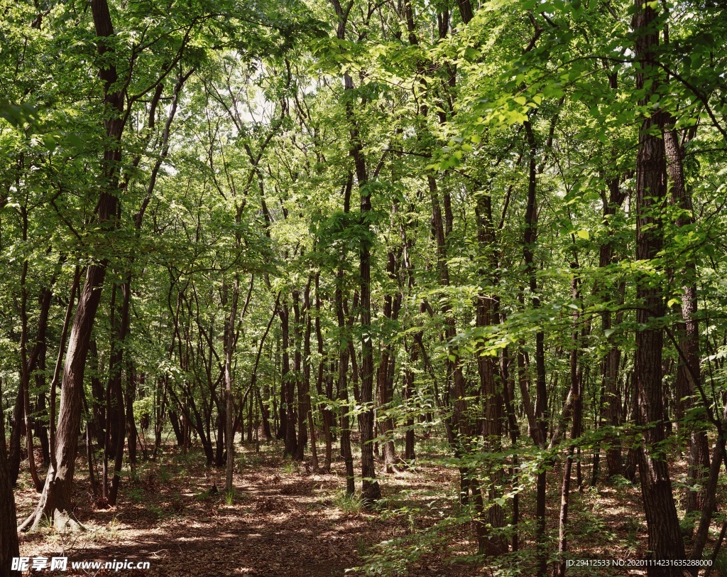 森林风景