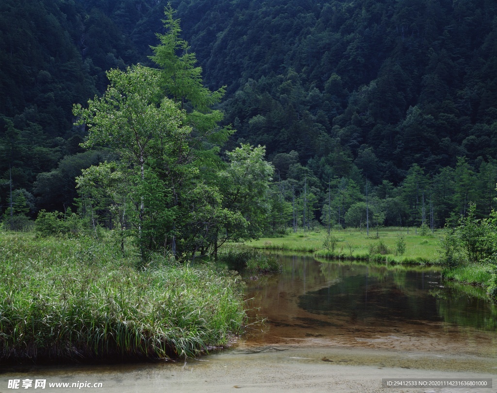 森林风景