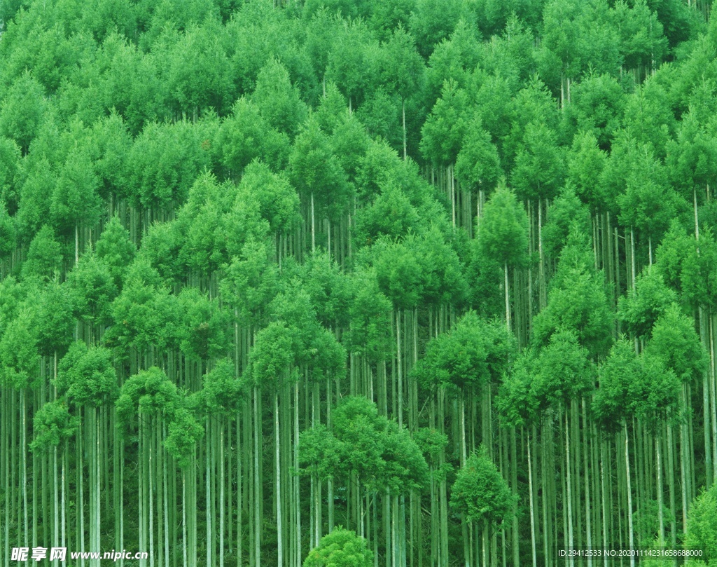 森林风景