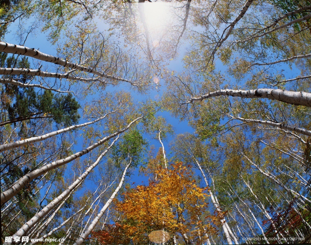 森林风景