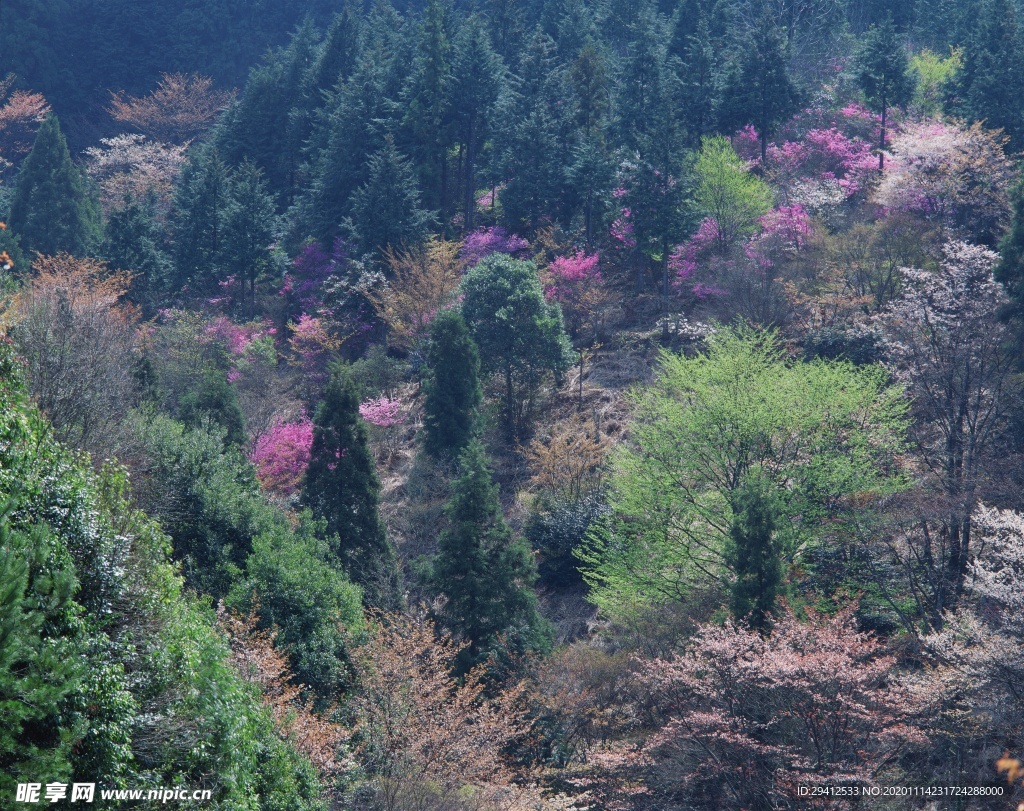 森林风景