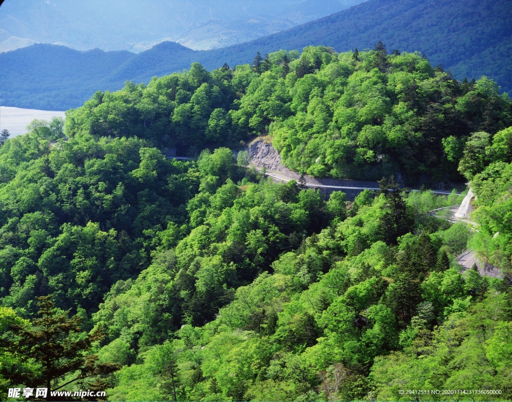 森林风景
