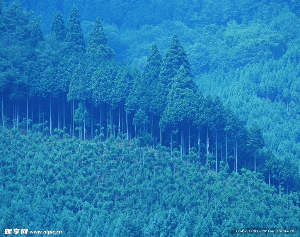 森林风景