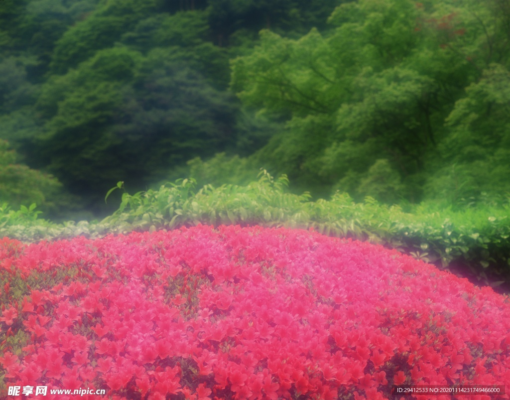 森林风景