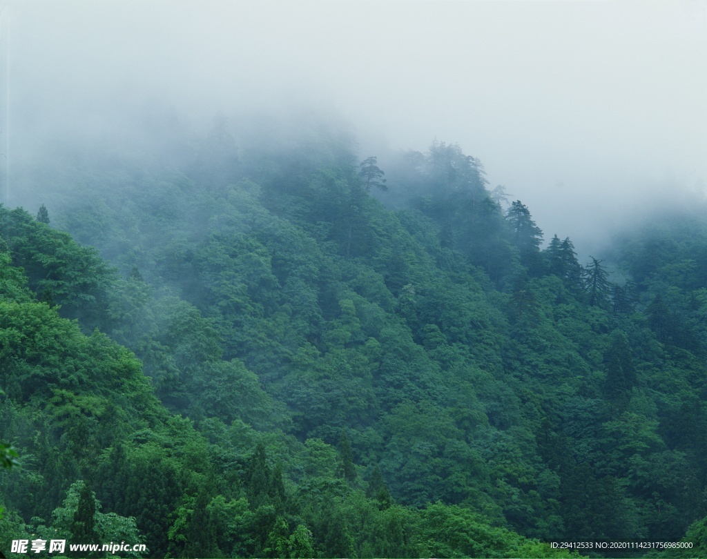 森林风景