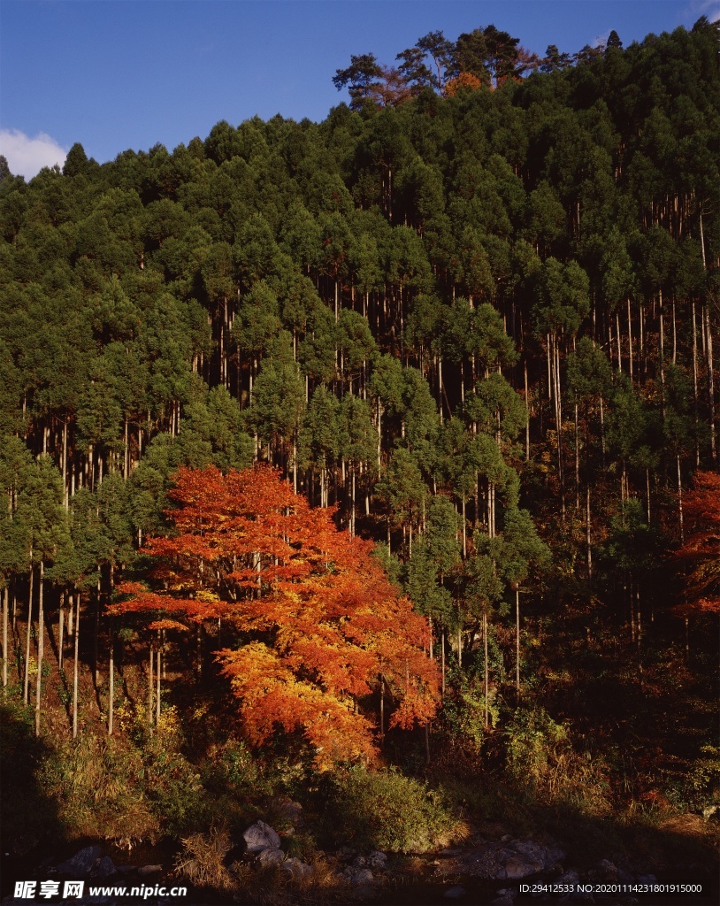 森林风景