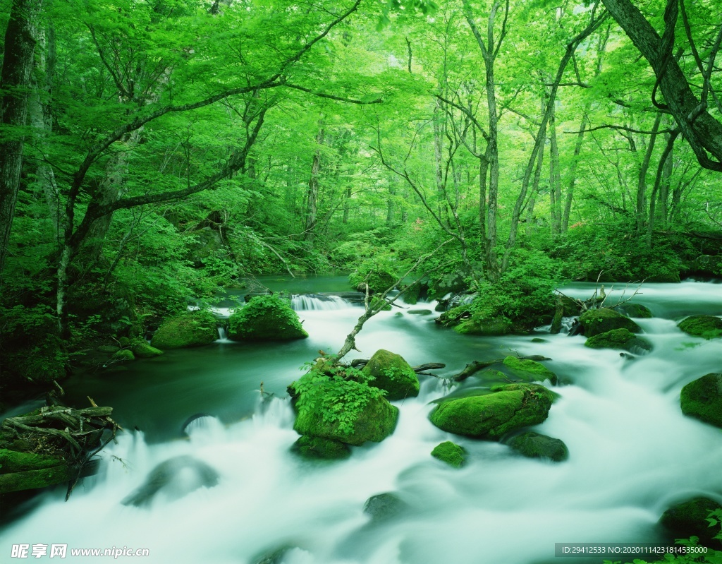 森林风景