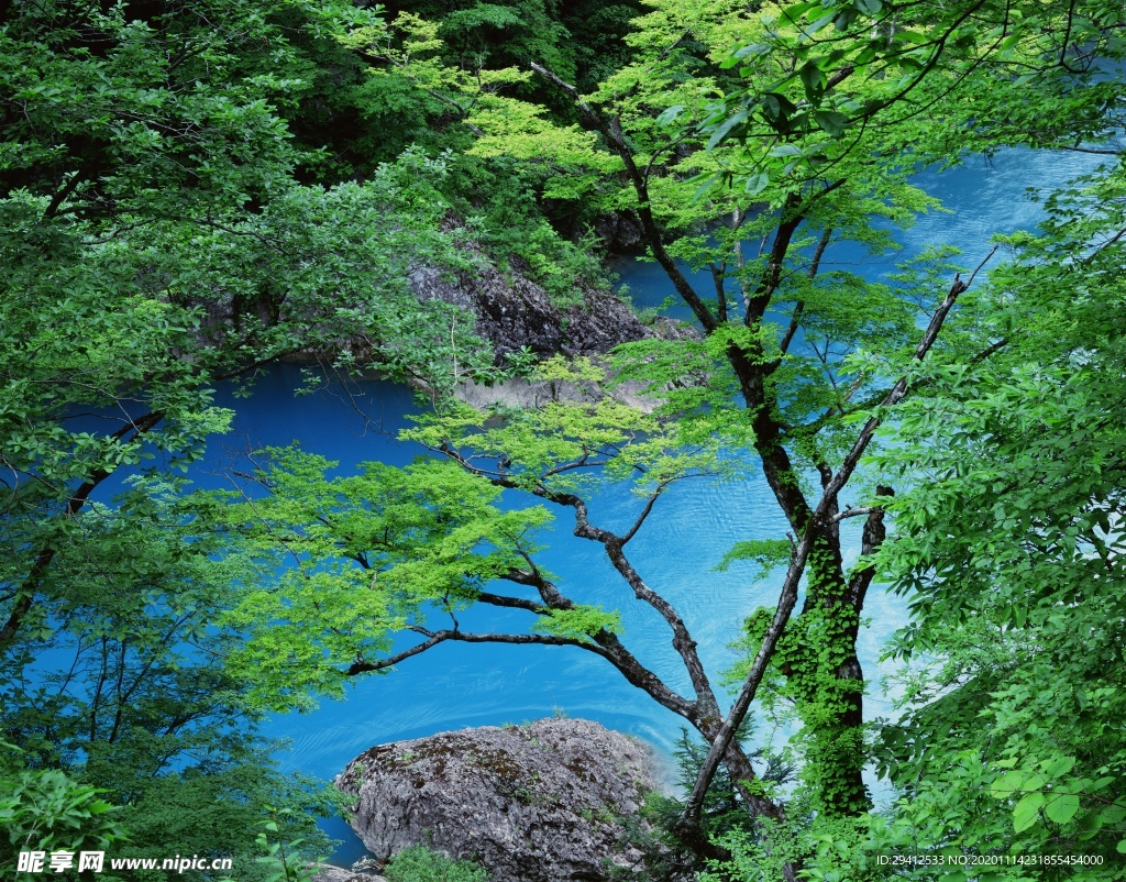 森林风景