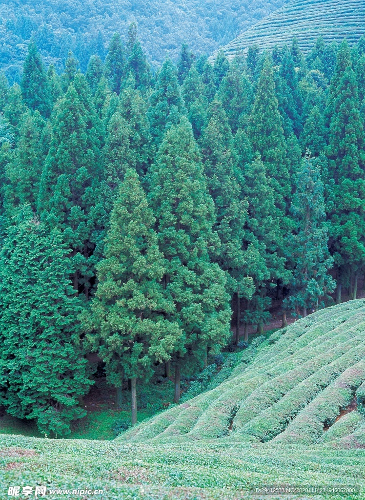 森林风景