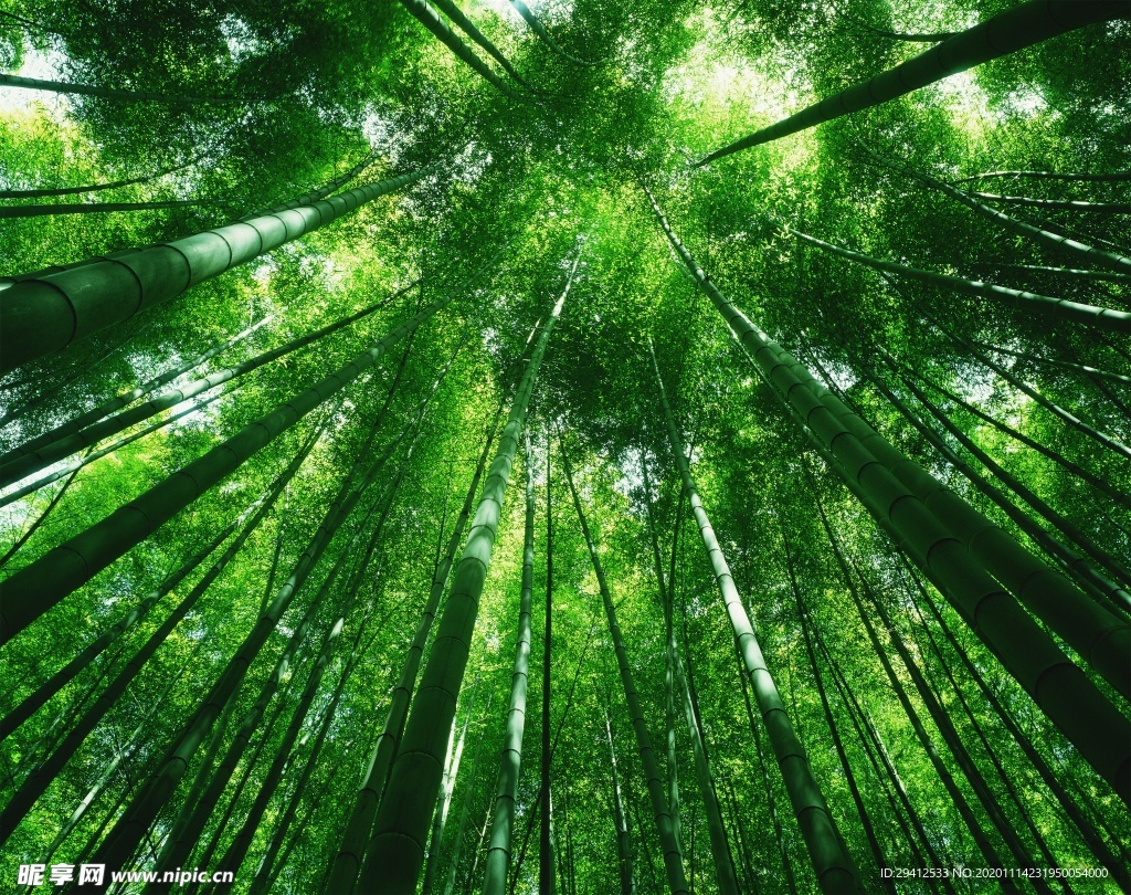 森林风景