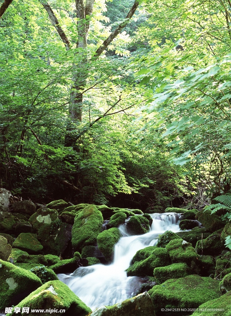 森林风景