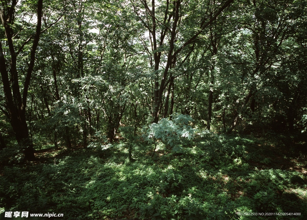 森林风景