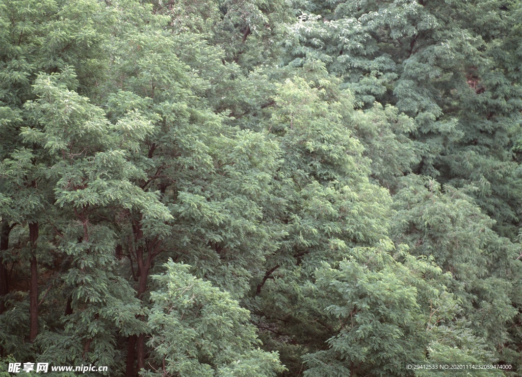 森林风景