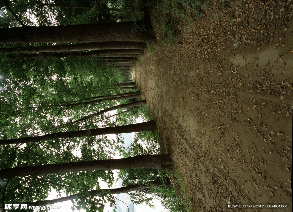 森林风景