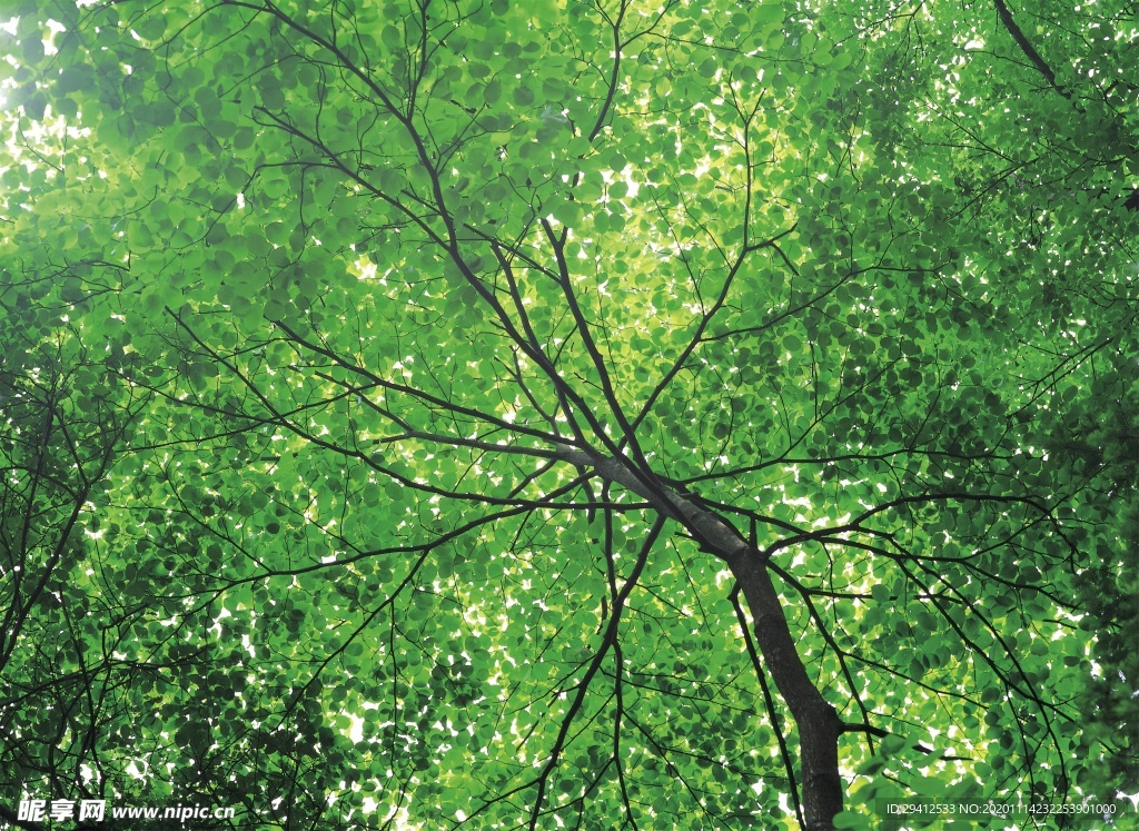 森林风景