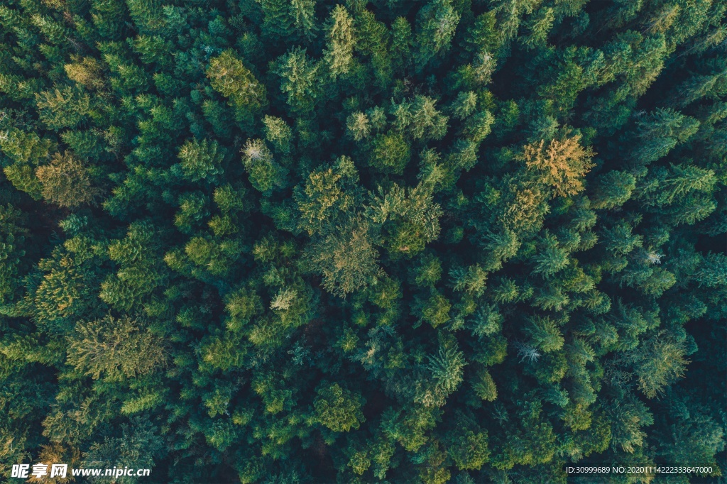 森林风景