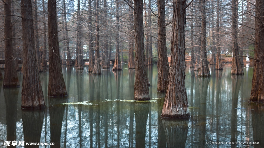 森林风景