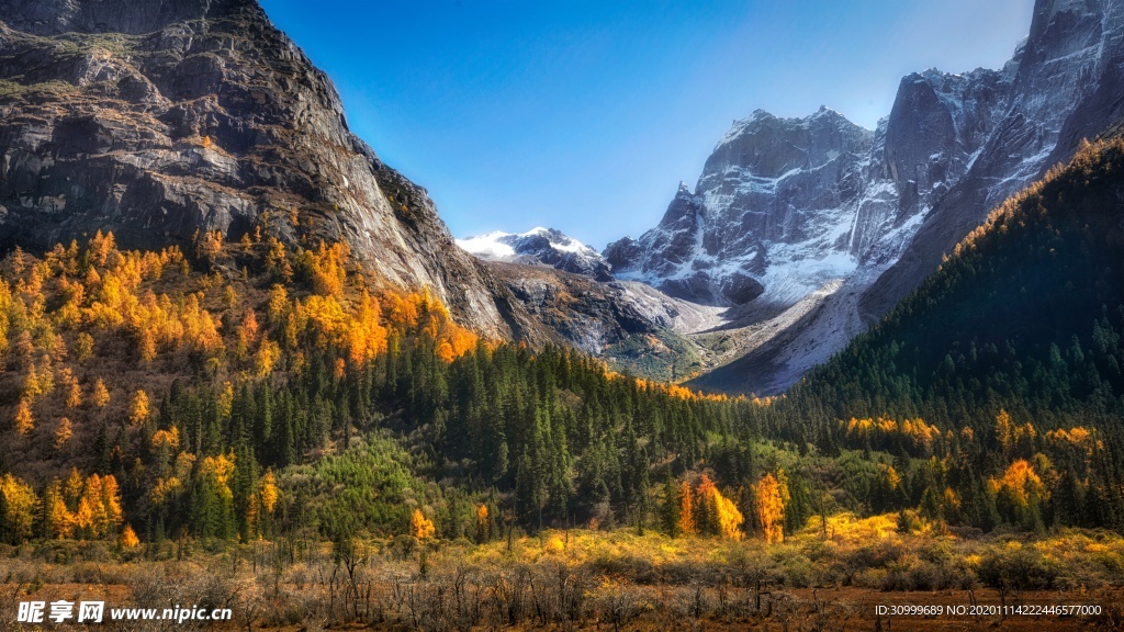 森林风景