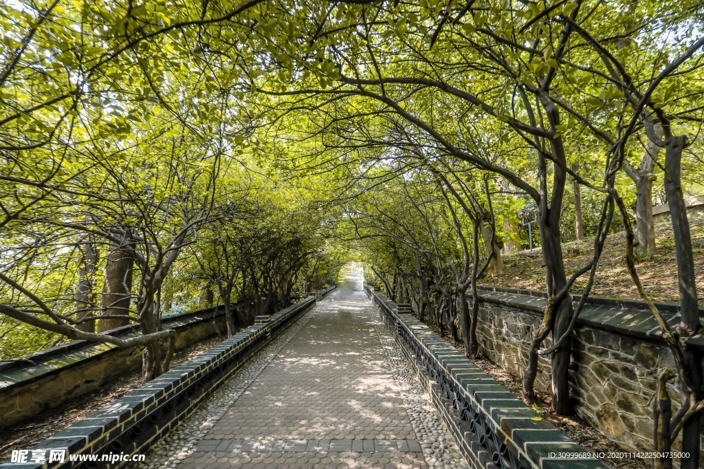 森林风景
