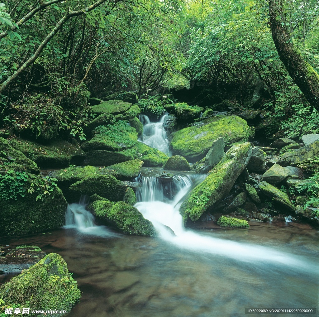 森林风景