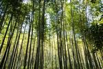 森林风景