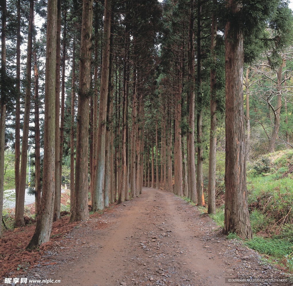 森林风景