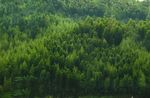 森林风景