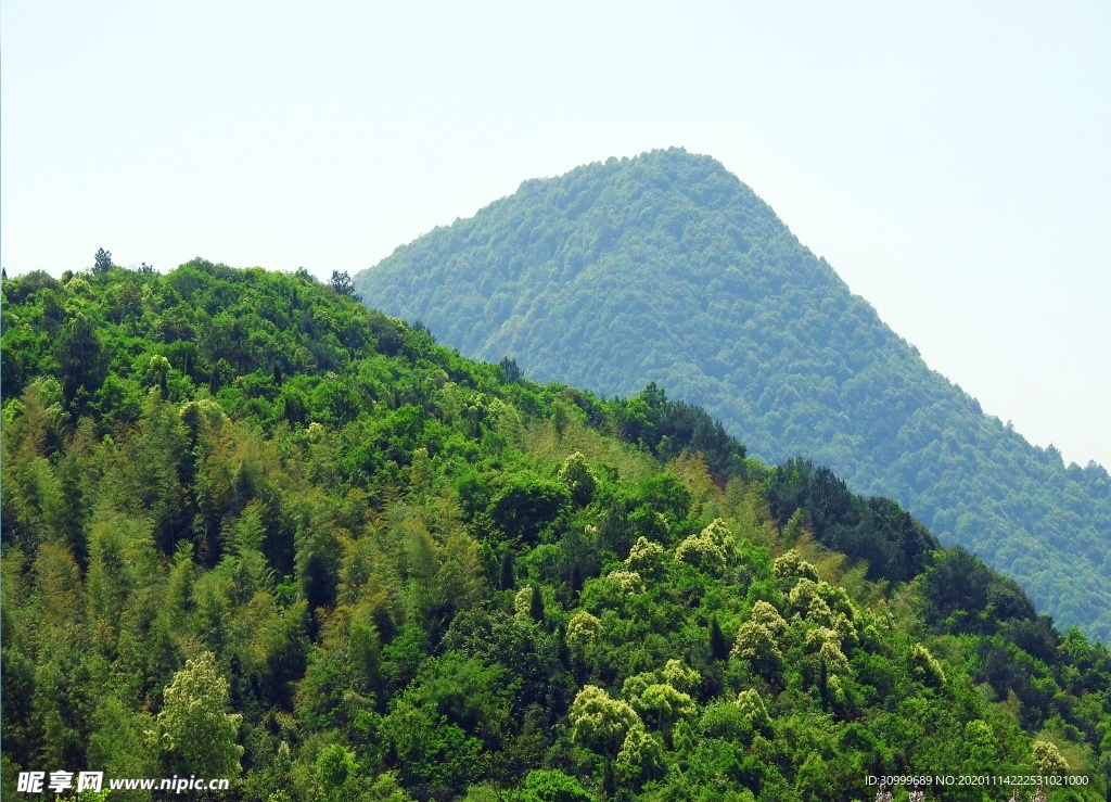 森林风景