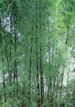 森林风景
