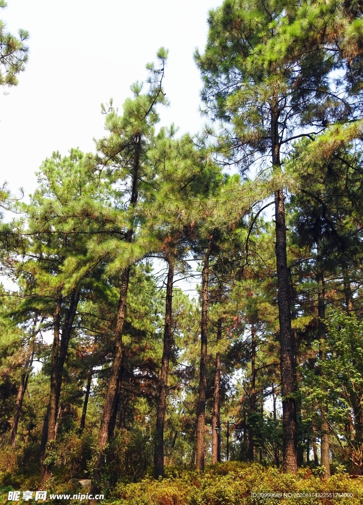森林风景